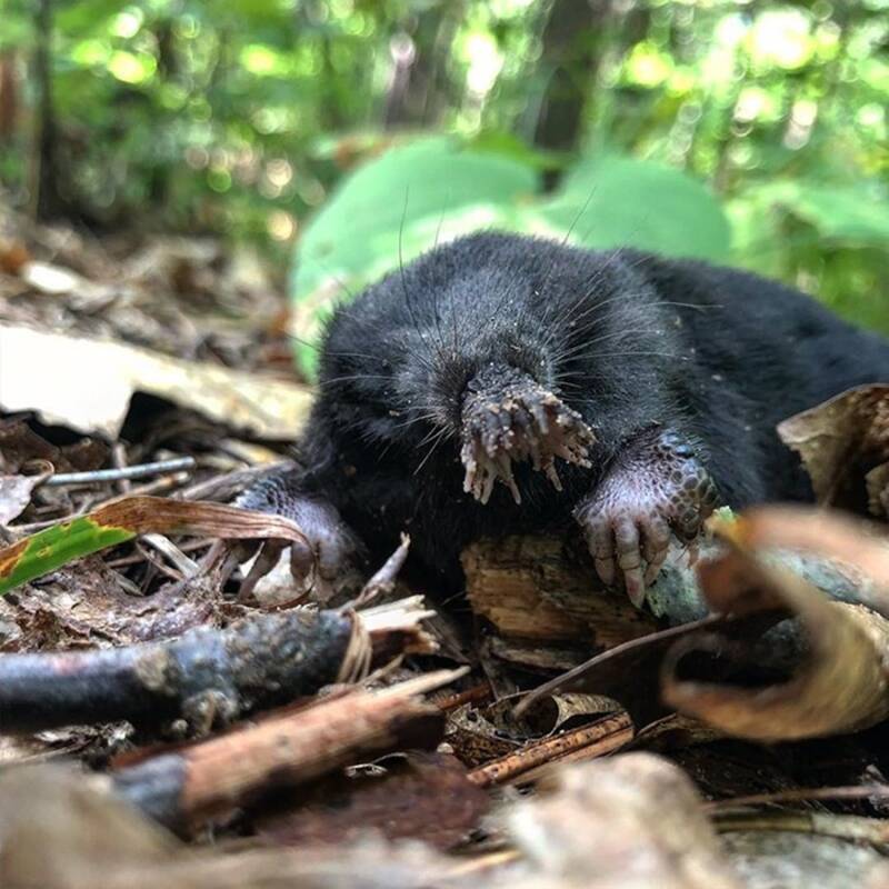Star Nosed Mole