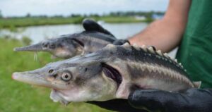 Two Sturddlefish Being Held Outdoors Featured