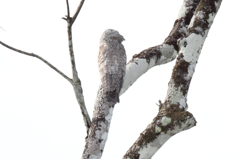White Great Potoo
