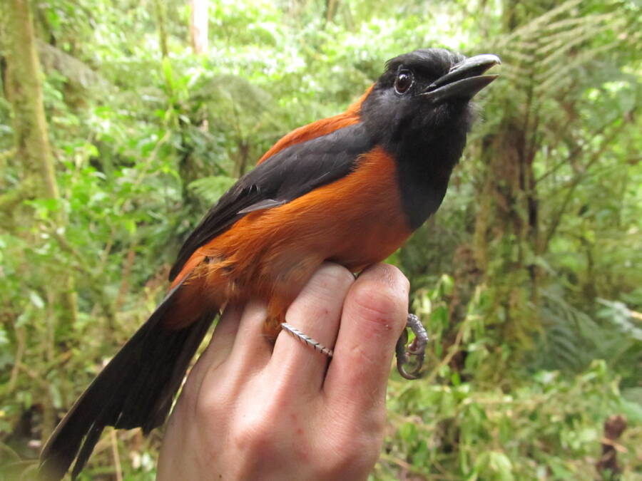Wrangled Hooded Pitohui