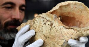 Researcher Looking At Conch Shell