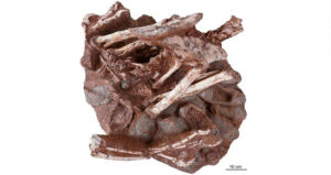 Fossilized Dinosaur Nest