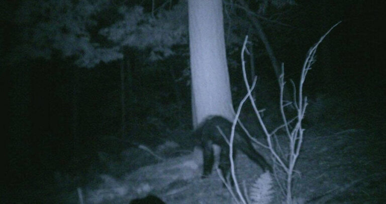 Bigfoot Sighting