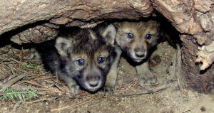 Gray Wolf Pups 1