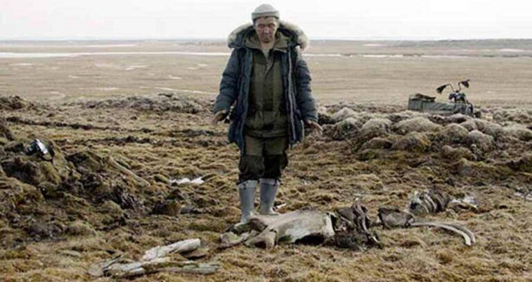 Innokenty Pavlov And Mammoth Remains