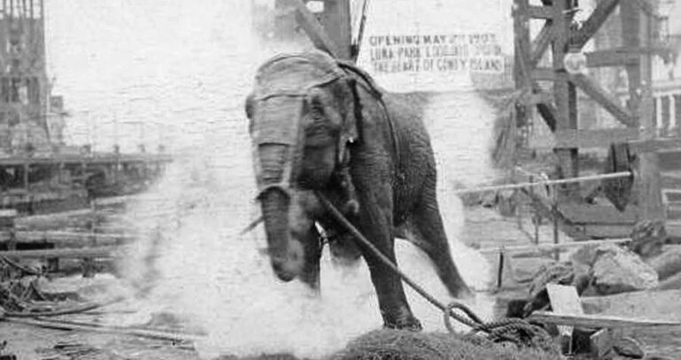 Topsy The Elephant