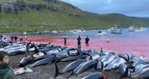 Bloody Shore And Dead Dolphins
