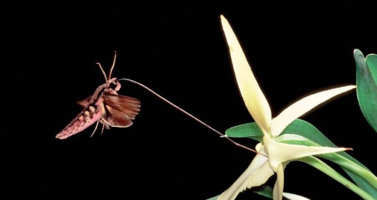 Moth Feeding