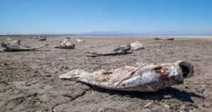 Salton Sea Fish