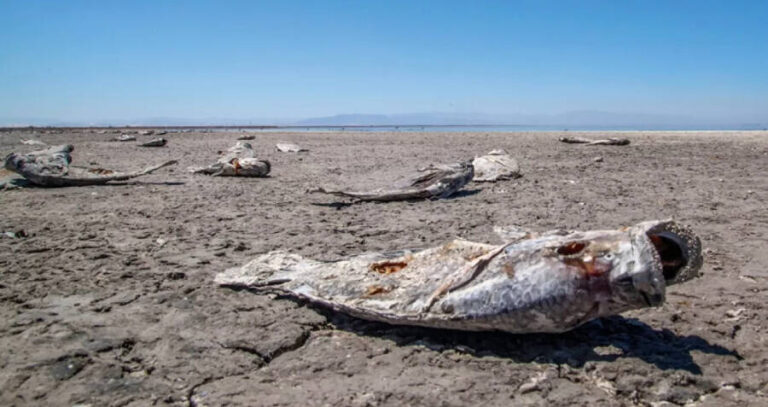 Salton Sea Fish