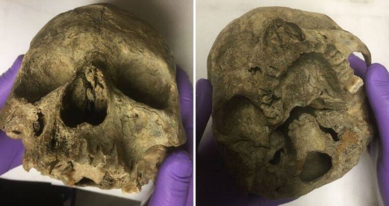 Greta Skull Front And Bottom