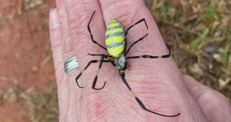Joro Spider On A Human Hand