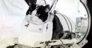 Felicette Strapped Into Device