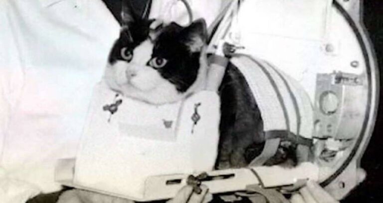Felicette Strapped Into Device