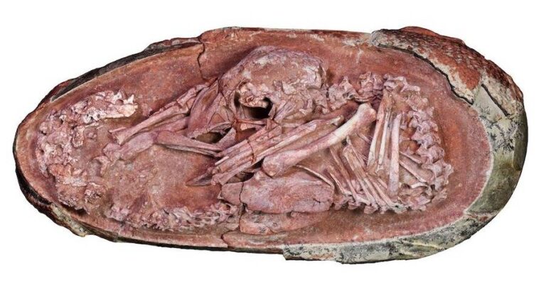 Preserved Oviraptorid Embryo