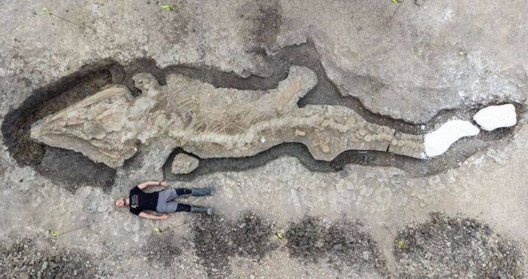Ichthyosaur Alongside Human