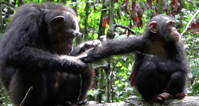 Chimp Inspecting Wound