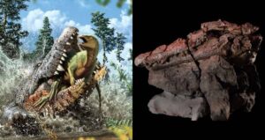 Confractosuchus Sauroktonos