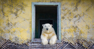 Kolyuchin Polar Bear In Window