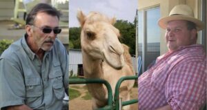 Camel And Two Victims