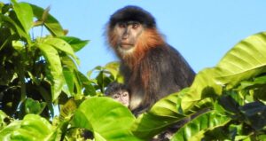 Borneo Mystery Monkey