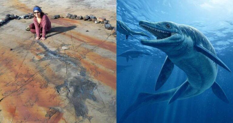 Pregnant Ichthyosaur Fossil