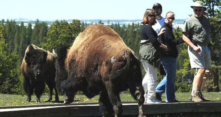 Bison At Black Sand Basin