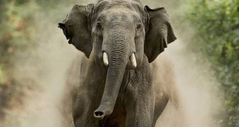 Maya Murmu Elephant Attack