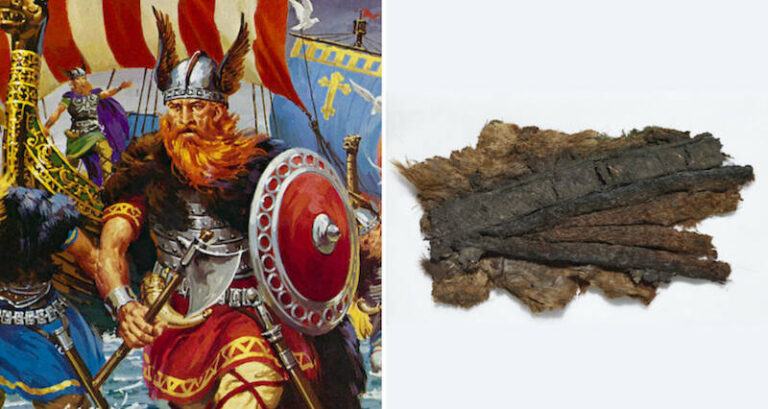 Beaver Pelt From Viking Times