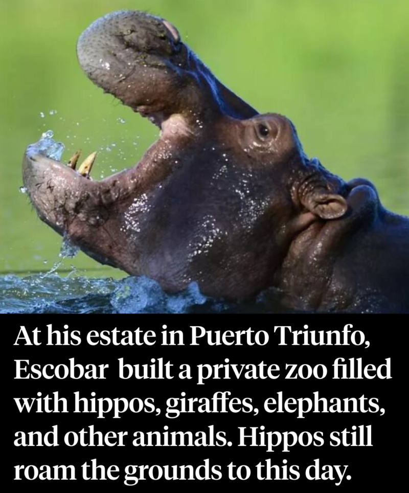 Facts About Pablo Escobar's Hippos