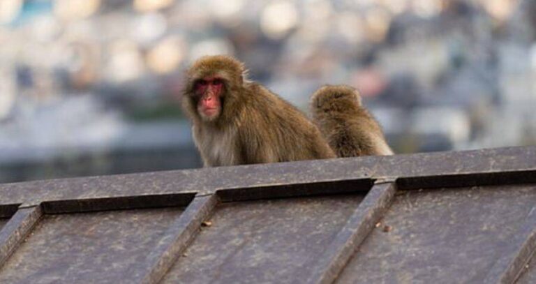 Macaques On Roof
