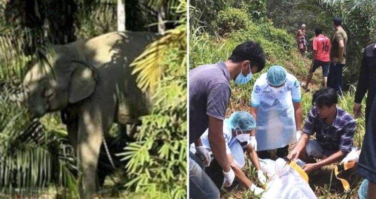 Pom Pam The Elephant Alongside Rescuers