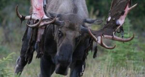 Colorado Moose Attack