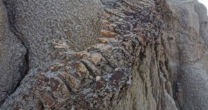 Hadrosaur Fossil