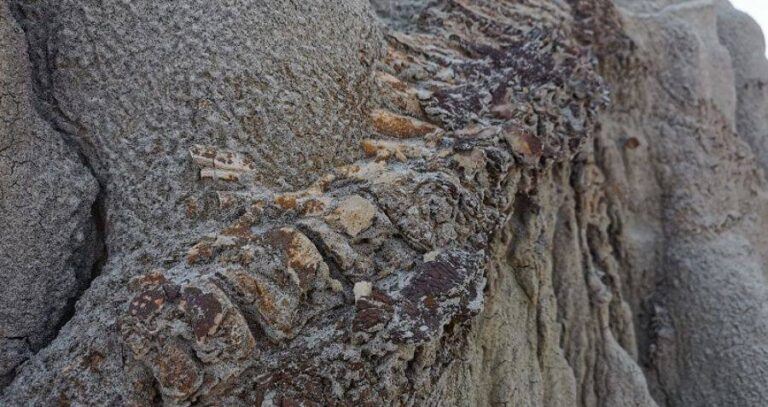 Hadrosaur Fossil