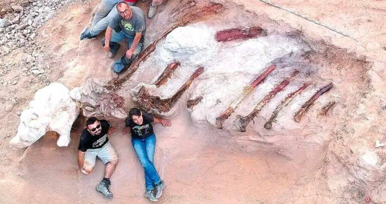 Portugal Sauropod Skeleton
