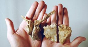Dino Fossils