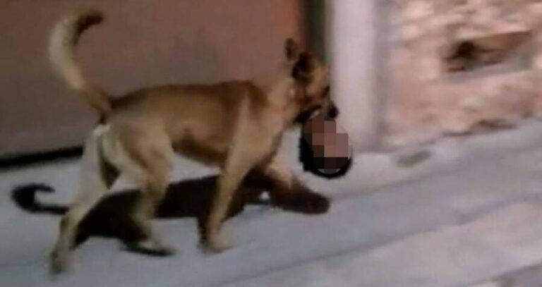 Dog Carries Severed Head