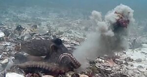 Octopus Throws Debris