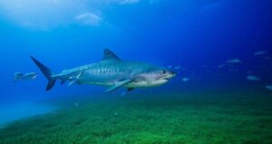 Shark