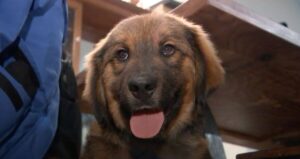 Bear The Puppy Who Swam Across The Hudson