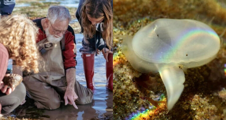 Clam Discovery