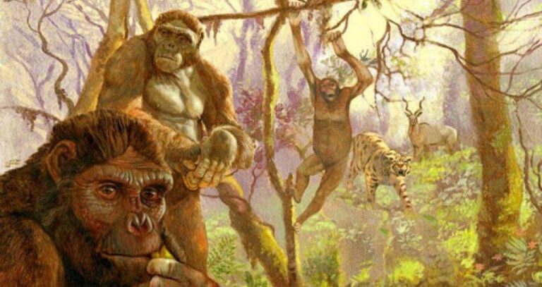 Drawing Of Early Hominins