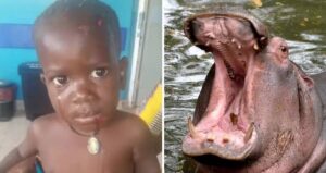 Hippo Attacks Boy