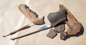 Excavated Dog Bones