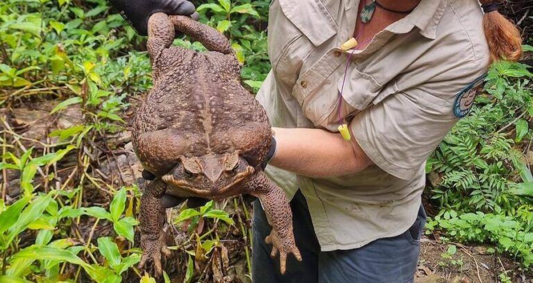 Ranger Holding Toadzilla