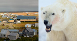 Wales Alaska Polar Bear Attack