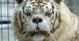 Kenny The Tiger