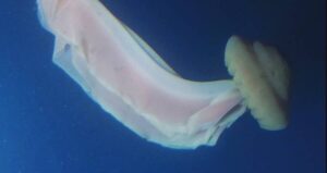 Stygiomedusa Gigantea
