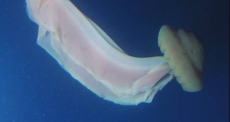 Stygiomedusa Gigantea